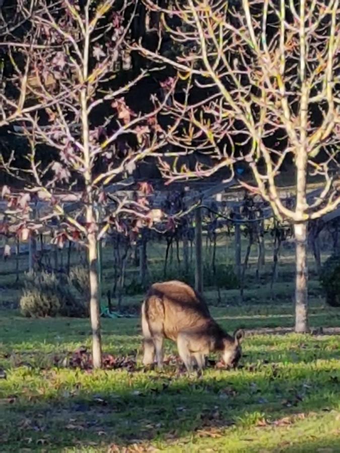Wurrung B & B - The Cottage Woodend Bagian luar foto